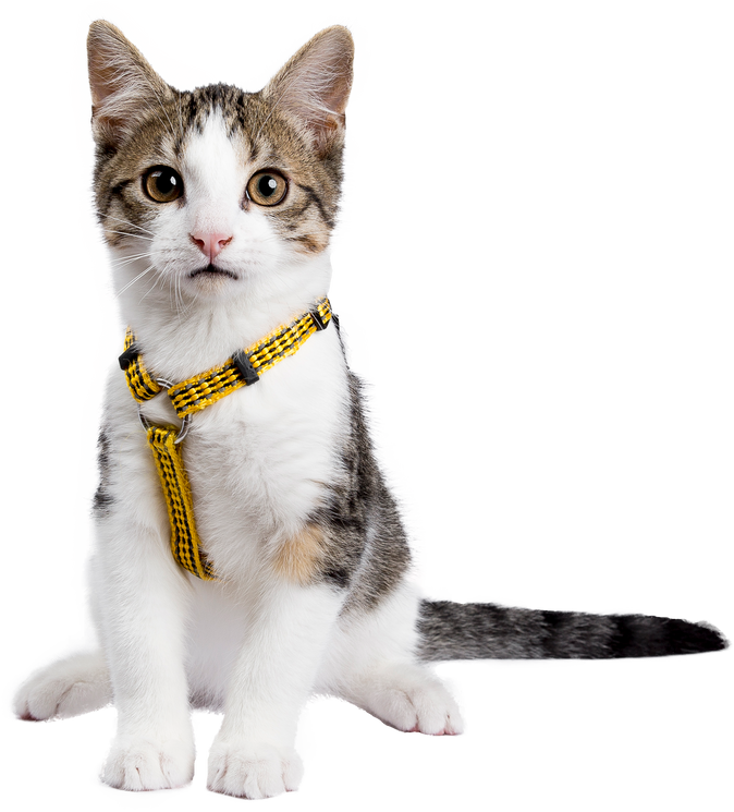 European shorthair kitten / cat on transparent background.